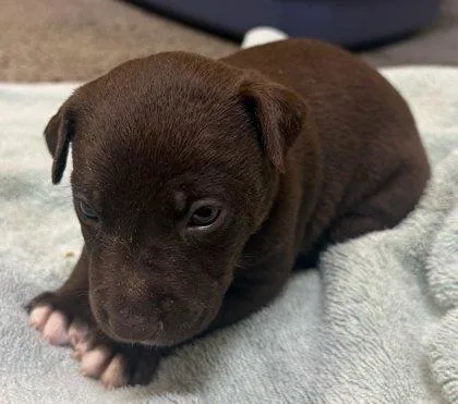 A baby small-sized male Shar-Pei dog named Snickers for adoption in Honolulu, HI