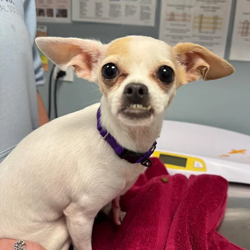 An adult small-sized female Chihuahua dog named Star for adoption in New Castle, DE