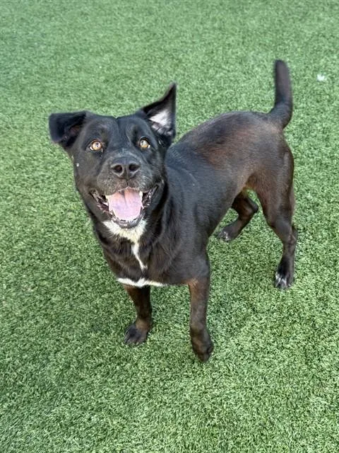 An adult large-sized female Mixed Breed dog named Itsy for adoption in Dallas, TX