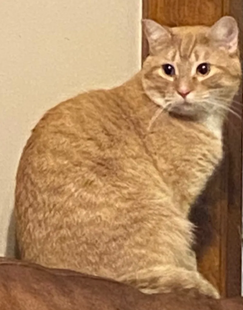An adult large-sized male Tabby (Orange / Red) Domestic Short Hair cat named Cheeto for adoption in Schererville, IN