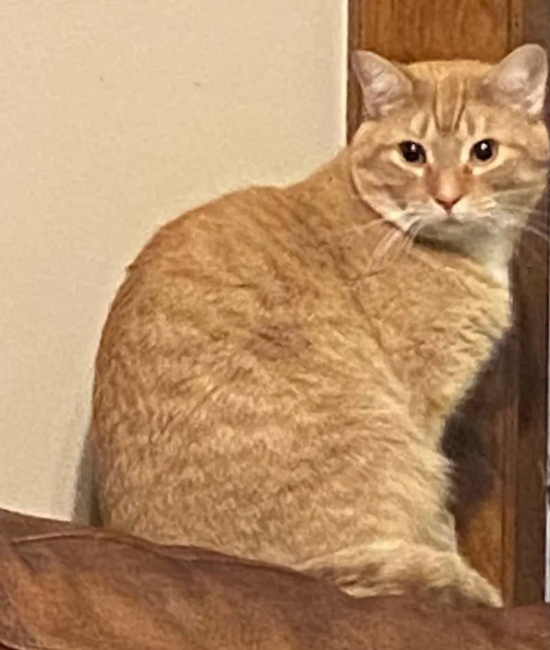 Cheeto thumbnail 3
