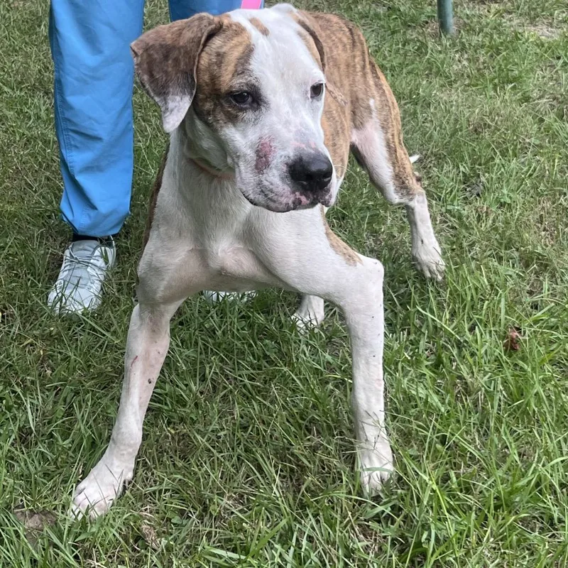 An adult medium-sized male Coonhound dog named Danny for adoption in Clanton, AL