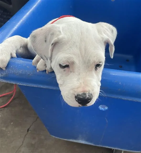 A baby large-sized female Mixed Breed dog named Marg for adoption in Dallas, TX