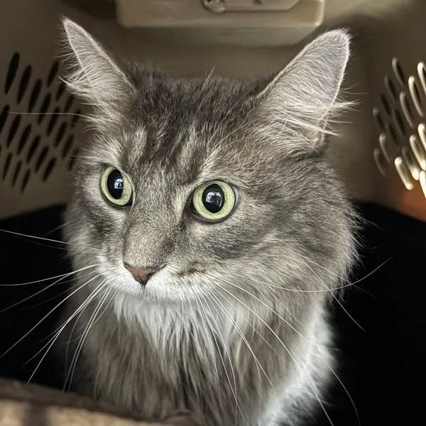 An adult medium-sized female Domestic Long Hair cat named Emerald Jade Bonded for adoption in Des Moines, IA