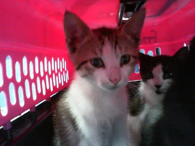 A baby small-sized female Domestic Short Hair cat named Blossom for adoption in Charlotte, NC