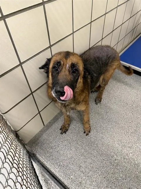 An adult large-sized female German Shepherd Dog dog named Justine for adoption in Pasadena, TX
