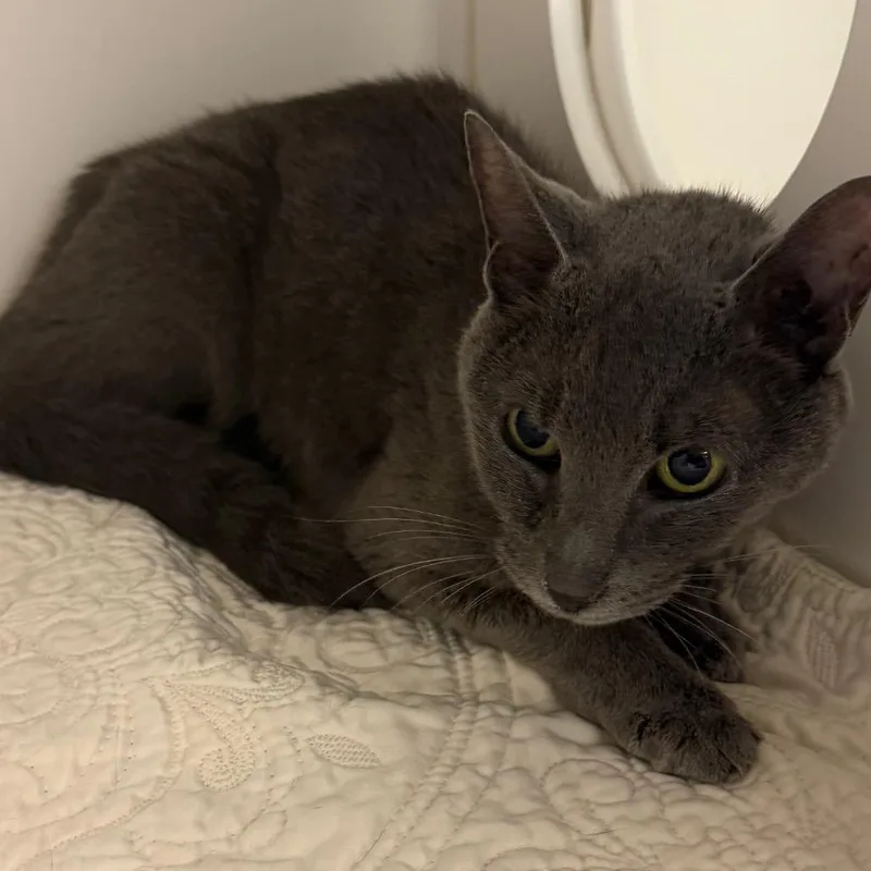 A senior medium-sized female Gray / Blue / Silver Domestic Short Hair cat named Gracie for adoption in Philadelphia, PA