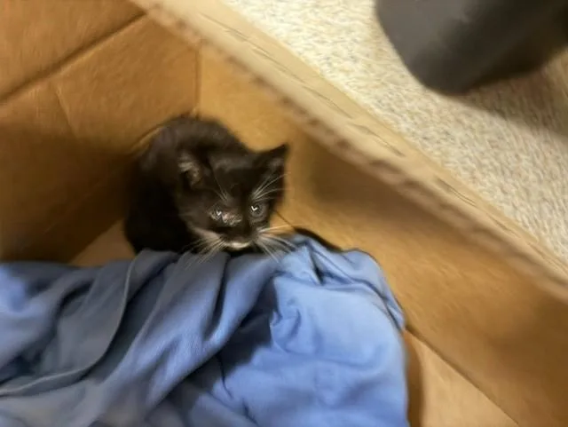 A baby small-sized female Domestic Short Hair cat named Baby Spice for adoption in Miami, FL