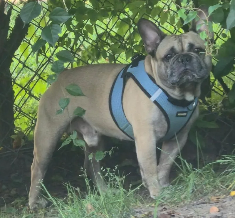 Diego