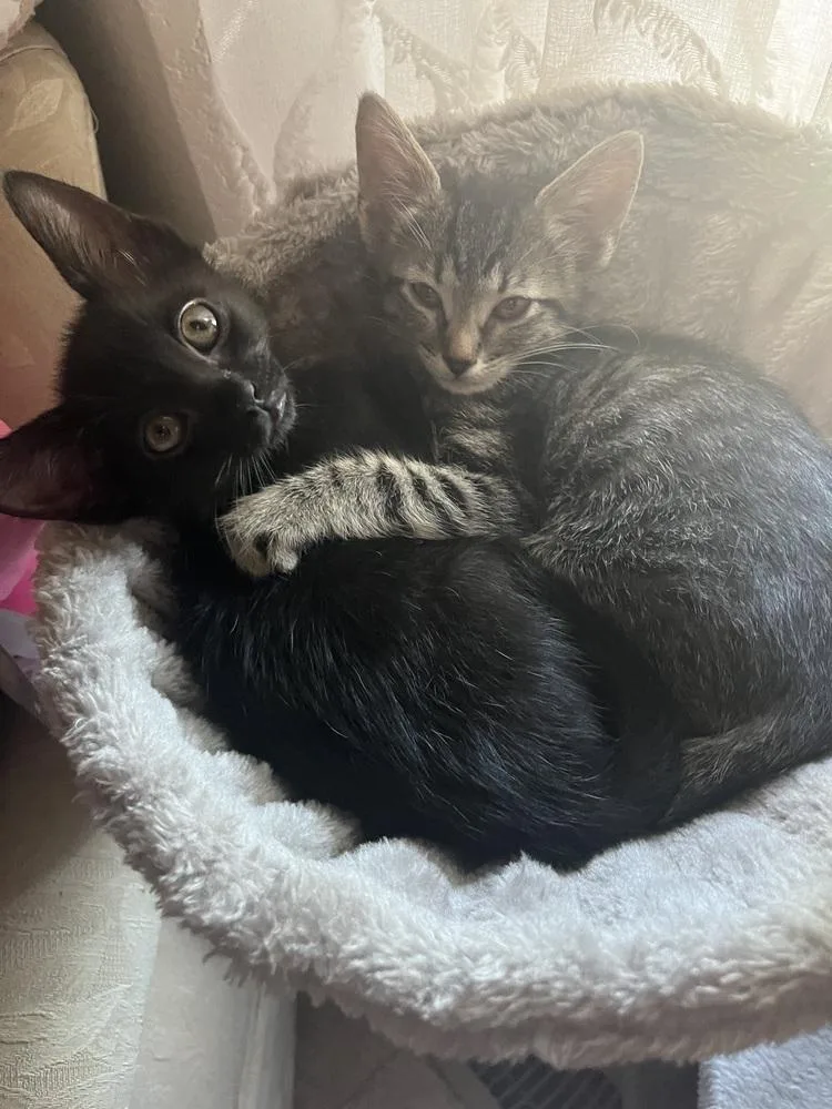 A baby small-sized female Domestic Short Hair cat named Heather for adoption in Broomfield, CO