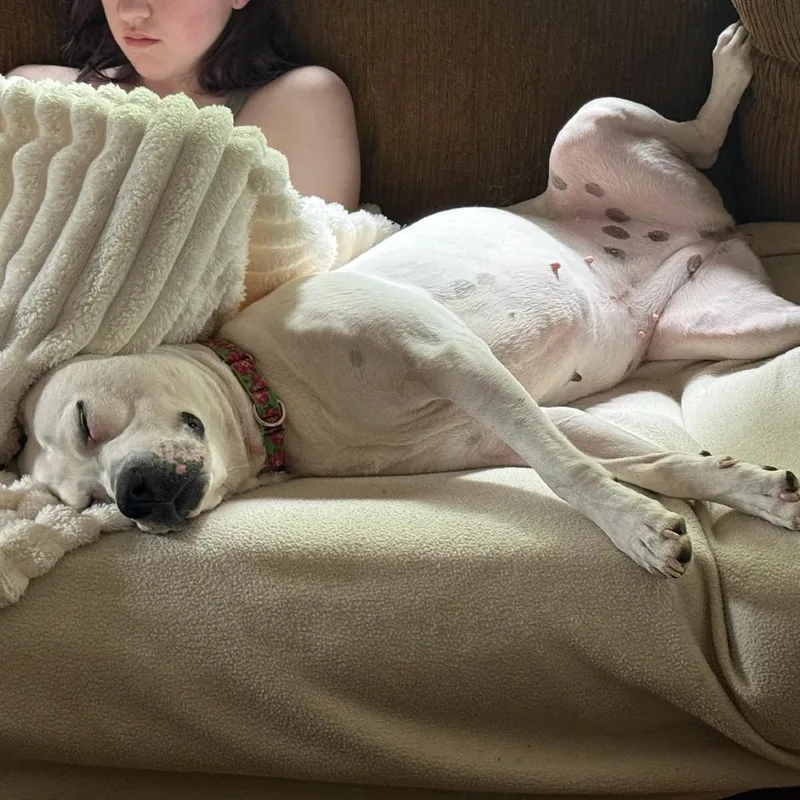 An adult medium-sized female White / Cream Boxer dog named Millie for adoption in Hopkinton, MA