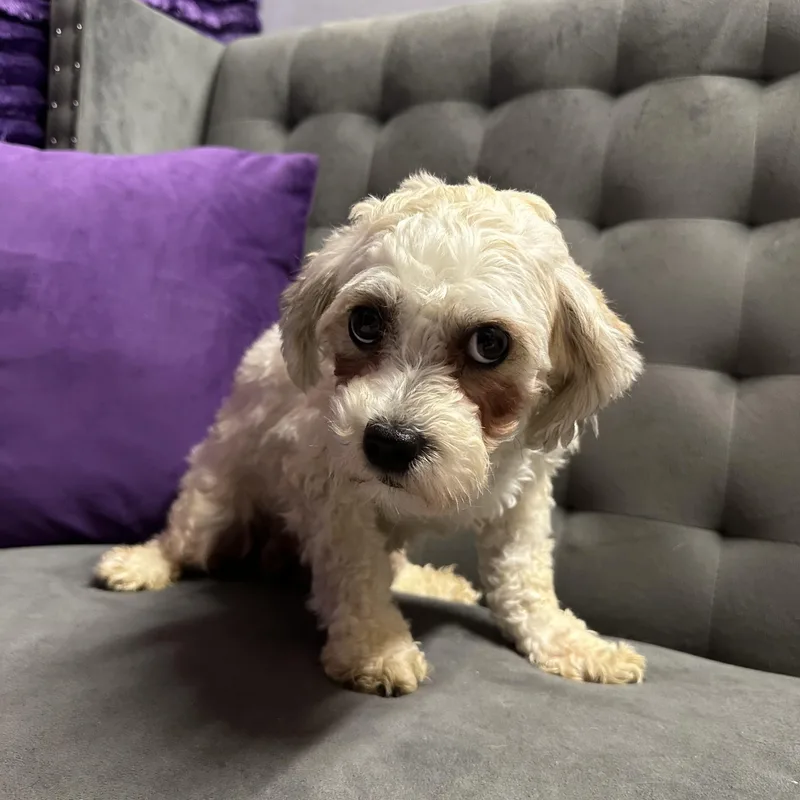An adult small-sized female Shih Tzu dog named Helga Home Visit in for adoption in Hartland, WI