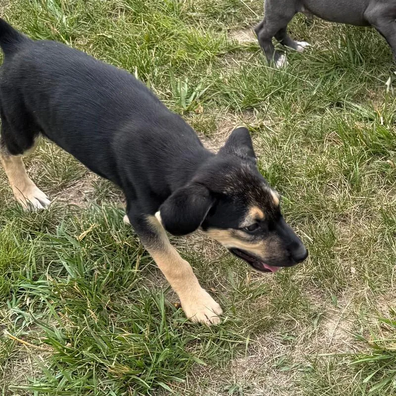 A baby medium-sized male Black Beagle dog named Ranger for adoption in Partlow, VA