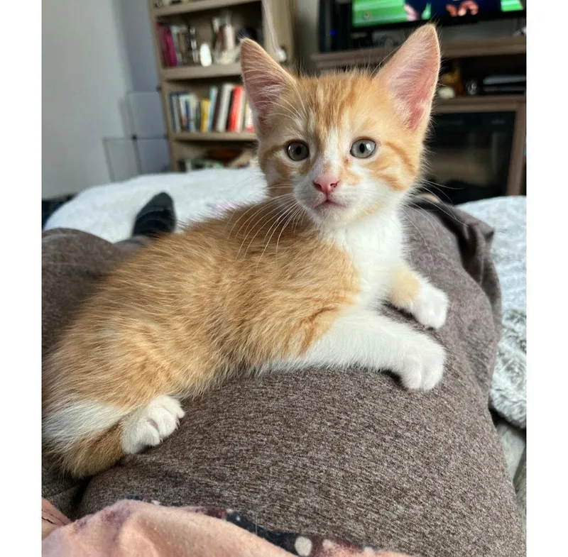 Tater Tot thumbnail 2