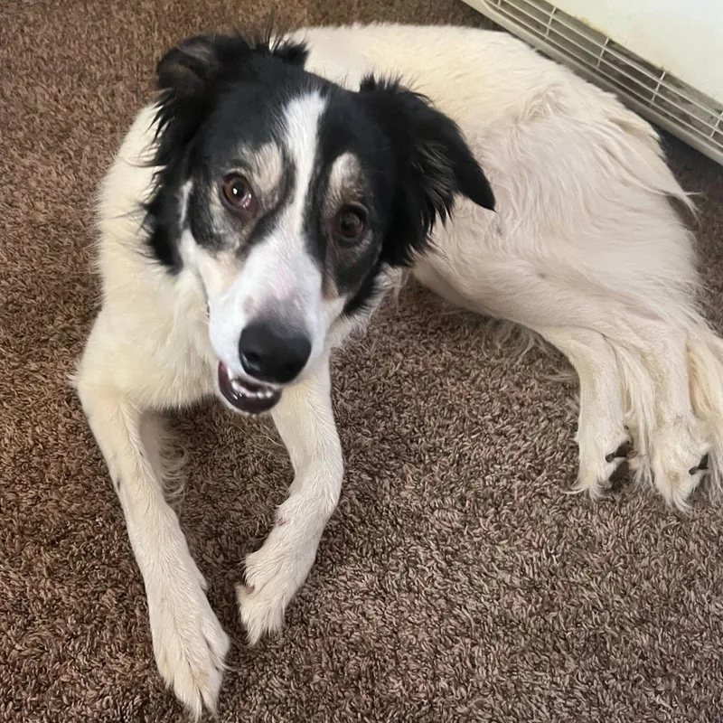 An adult medium-sized female Black Border Collie dog named June for adoption in Ellensburg, WA