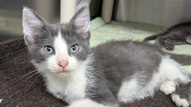 A baby small-sized male Domestic Short Hair cat named Espresso for adoption in Ames, IA