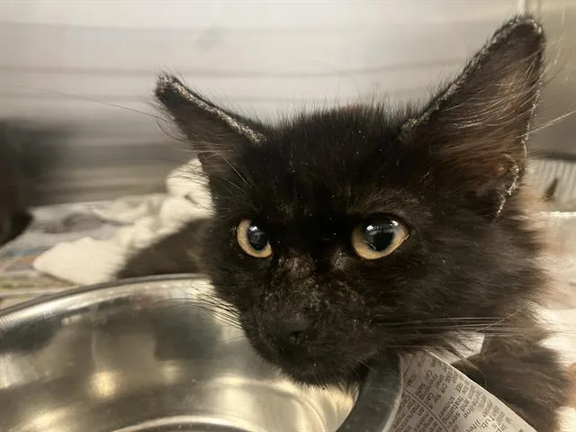 A baby small-sized male Domestic Medium Hair cat named Stover for adoption in Tustin, CA