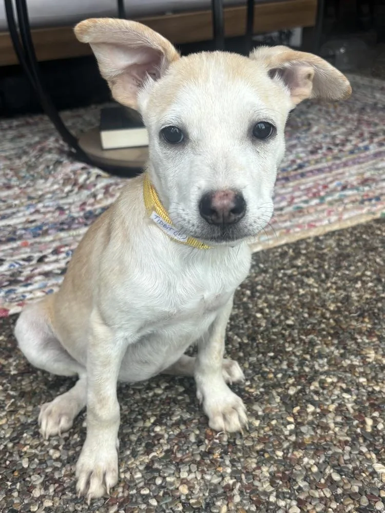 A baby medium-sized female Shepherd dog named Tidbit for adoption in Thornton, CO