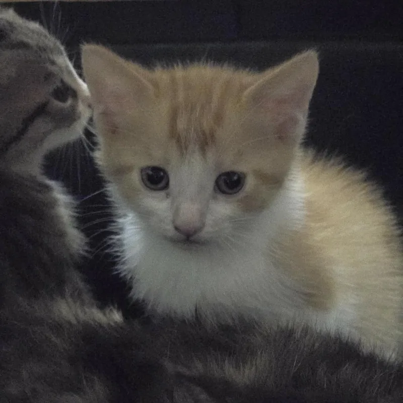A baby small-sized male Orange / Red Domestic Short Hair cat named Leo for adoption in Columbia, MO