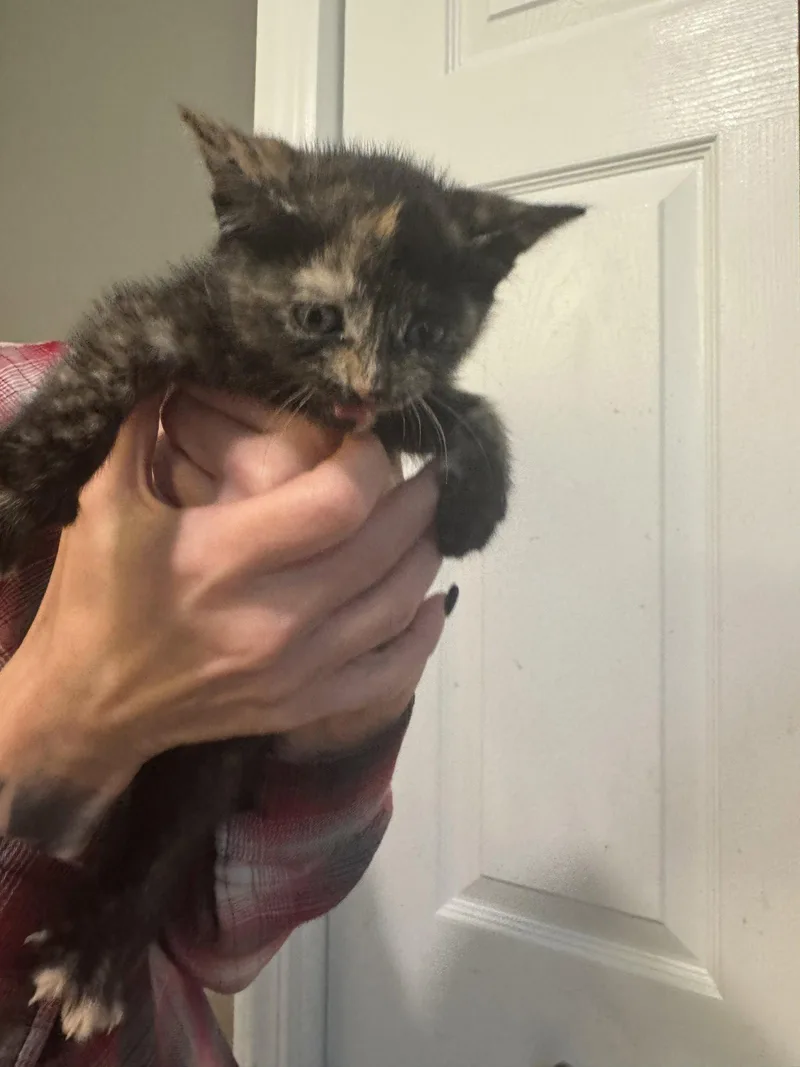 A baby large-sized female Tortoiseshell cat named Vidia for adoption in Ringwood, NJ