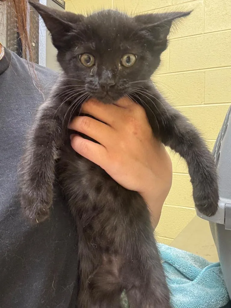 A baby small-sized male Domestic Short Hair cat named Buck for adoption in Crossville, TN