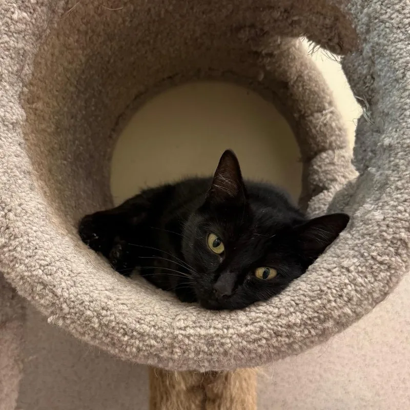 A young medium-sized female Black Domestic Short Hair cat named Midnight for adoption in Naperville, IL