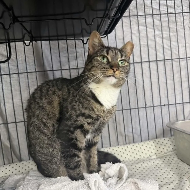 An adult medium-sized female Brown / Chocolate Domestic Short Hair cat named Embers for adoption in Manheim, PA