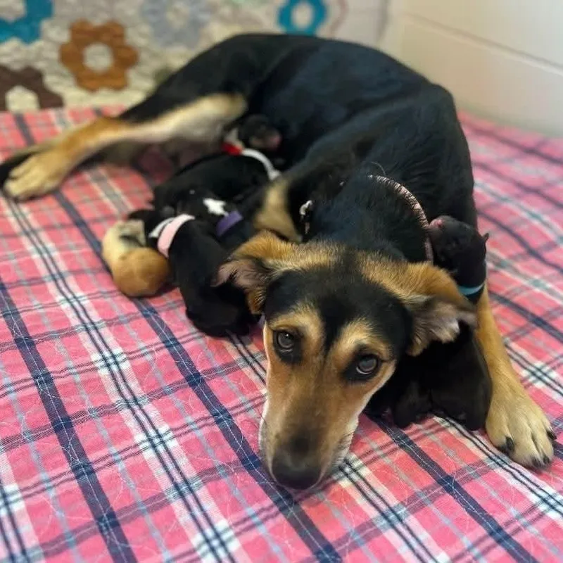 A young medium-sized female German Shepherd Dog dog named Momma Sadie for adoption in Shinnston, WV