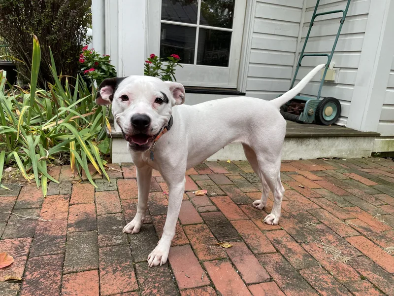 An adult medium-sized female Boxer dog named Maisy for adoption in Leesburg, VA