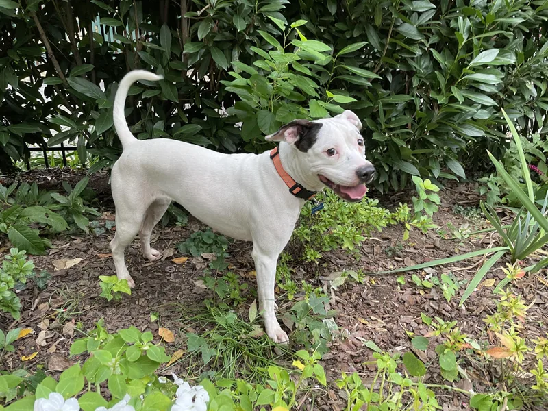 Maisy thumbnail 3