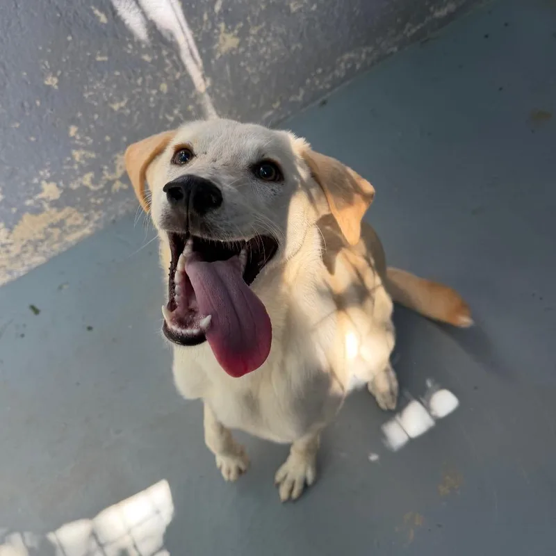 A young medium-sized female Yellow / Tan / Blond / Fawn Retriever dog named Indie for adoption in Kyle, TX