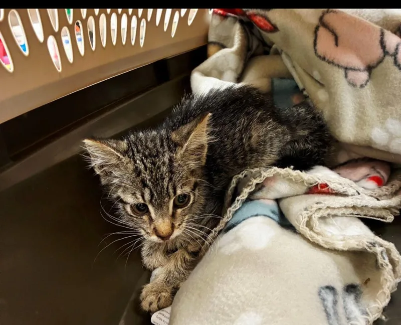 A baby small-sized male Domestic Short Hair cat named Oscar for adoption in Bossier City, LA
