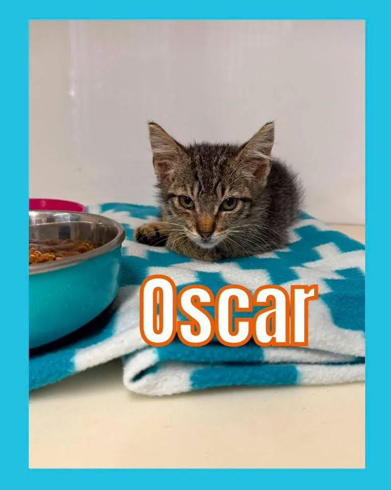 Oscar thumbnail 2