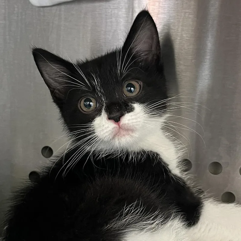 A baby small-sized male Black Domestic Short Hair cat named Lockwood for adoption in Lynchburg, VA