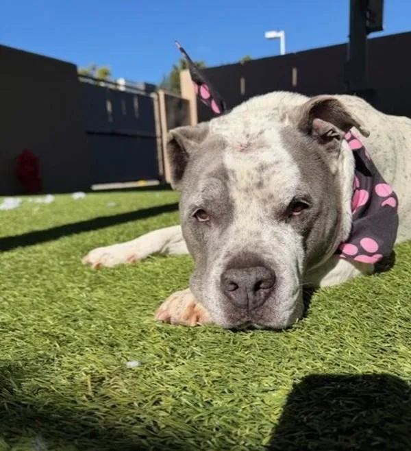 An adult large-sized female Pit Bull Terrier dog named Alice for adoption in San Diego, CA