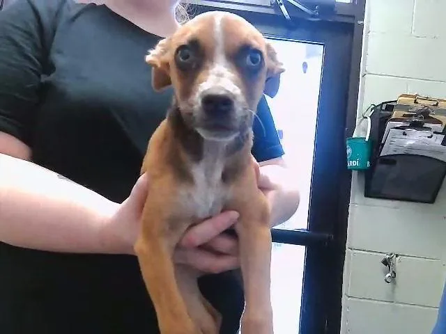 A baby small-sized female Australian Cattle Dog / Blue Heeler dog named Tootie for adoption in Tulsa, OK