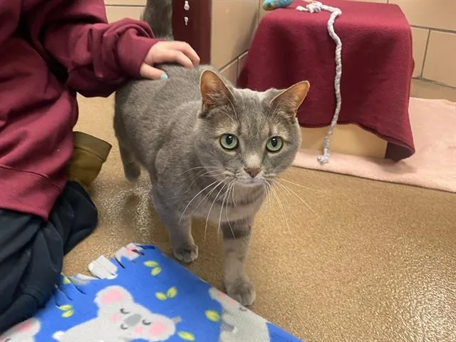 An adult small-sized female Domestic Short Hair cat named Clover for adoption in Fort Wayne, IN