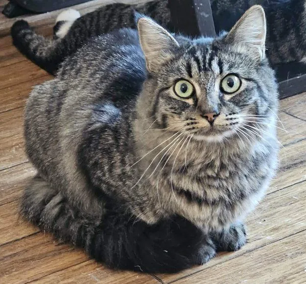 A young medium-sized female Tabby (Gray / Blue / Silver) Domestic Medium Hair cat named Charm for adoption in Anchorage, AK