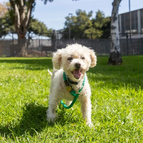 A senior small-sized female Poodle dog named Lolita for adoption in Oakland, CA