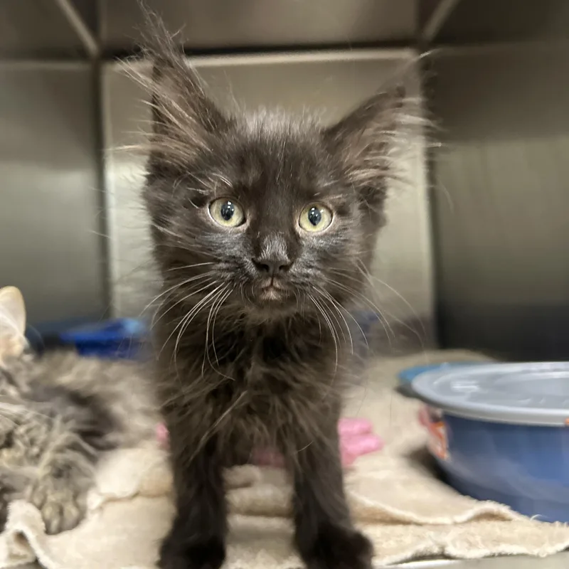 A baby medium-sized female Black Domestic Long Hair cat named Beans for adoption in La Grange Park, IL