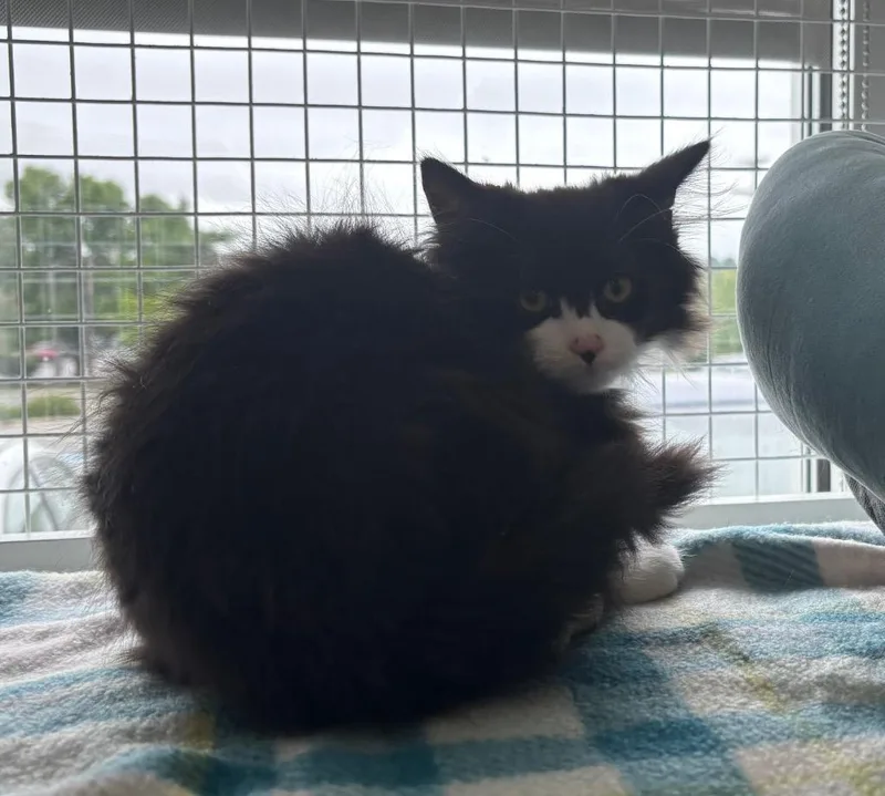 A baby small-sized female Domestic Short Hair cat named Allie Hart for adoption in Gorham, ME