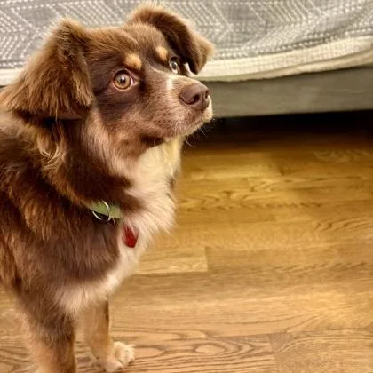 A young small-sized male Mixed Breed dog named Marko for adoption in Elk Grove Village, IL