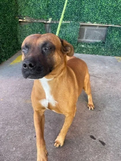An adult medium-sized male Pit Bull Terrier dog named Cornetto for adoption in El Paso, TX
