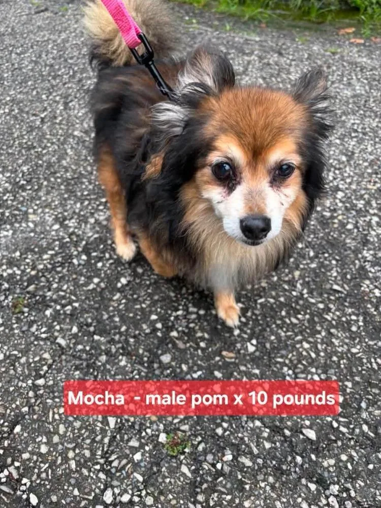 Mocha