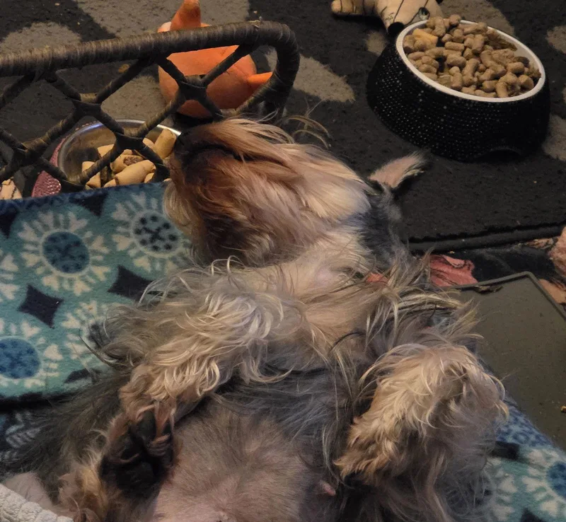 Lucyin North Carolina