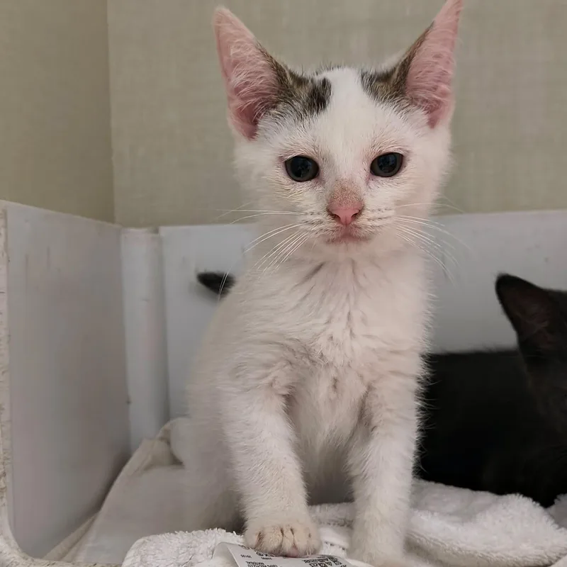 A baby large-sized male White Domestic Short Hair cat named Lewis for adoption in Saint Marys, PA