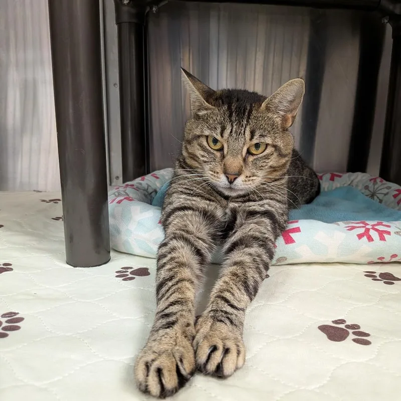 An adult small-sized female Brown / Chocolate Domestic Short Hair cat named Sydney for adoption in Falls Church, VA