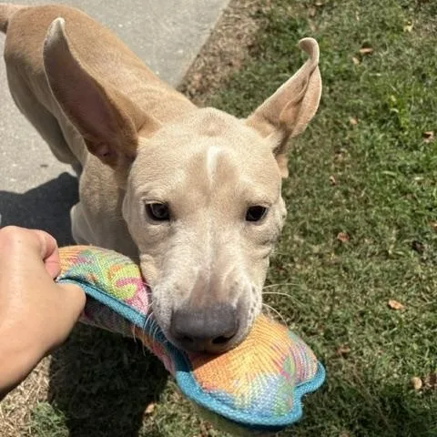A young medium-sized male Yellow / Tan / Blond / Fawn Yellow Labrador Retriever dog named Marley for adoption in Dinwiddie, VA
