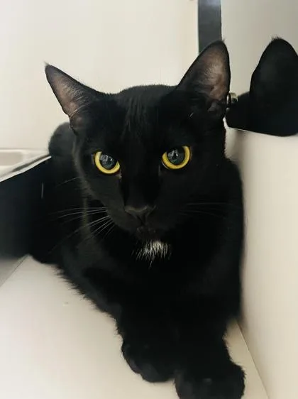An adult medium-sized female Domestic Short Hair cat named June for adoption in Savannah, GA
