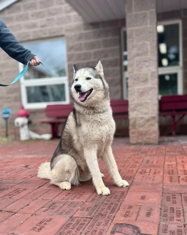 An adult large-sized female White / Cream Husky dog named Onnika for adoption in Wooster, OH